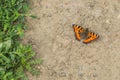 The small tortoiseshell butterfly sitting on ground Royalty Free Stock Photo