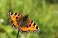 Small tortoiseshell butterfly