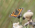 Small tortoiseshell butterfly among thistledown in early autumn Royalty Free Stock Photo