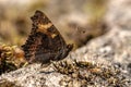 Small tortoiseshell butterfly using its camouflage to hide Royalty Free Stock Photo