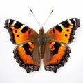 Small Tortoiseshell Butterfly With Vibrant Orange And Black Wings