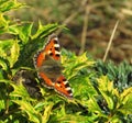 Small Tortoiseshell butterfly aglais urtica on green shrubbery.