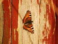 Small Tortoiseshell butterfly on a wooden wall