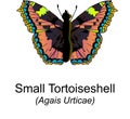 Small Tortoiseshell Butterfy Royalty Free Stock Photo