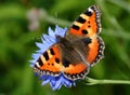 Small Tortoiseshell on Corn Flower Royalty Free Stock Photo