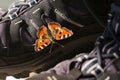 Small tortoiseshell on a hiking boot