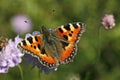 Small Tortoiseshell (Nymphalis urticae) Royalty Free Stock Photo