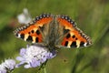 Small Tortoiseshell, (Nymphalis urticae) Royalty Free Stock Photo