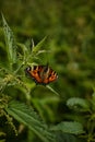 Small tortoiseshell on a plant leaf in Neander valley, near Mettmann town, Germany, vertical shot