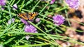 Small tortoiseshell pollinating and looking for neÃÂtar in blooming chive onion purple violet flowers, sunny day, close up photo Royalty Free Stock Photo