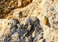 Small tortoiseshell