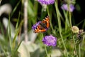 Small tortoiseshell sitting on a blossom