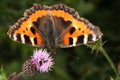 Small tortoishell butterfly Royalty Free Stock Photo