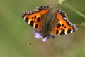 Small Tortoishell Butterfly (Aglais urticae).