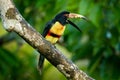 Small toucan Collared Aracari, Pteroglossus torquatus, bird with big bill. Toucan sitting on the branch in the forest, Boca Tapada Royalty Free Stock Photo