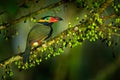 Small toucan with fruits. Golden-collared Toucanet, Selenidera reinwardtii, in the nature forest habitat. Bird in the tropic