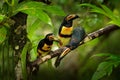 Small toucans in habitat. Toucan Collared Aracari, Pteroglossus torquatus, bird with big bill, sitting on the branch in the green Royalty Free Stock Photo