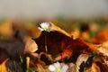 Small touh of autumn. Bellis perennis slowly pushing through the leaf to light. White daisy covered by brown maple leafs. Autumn