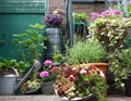Small townhouse garden with little urban greenhouse full with own grown vegetables and planted flowers and plants. Nice summer fee