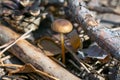 Small toxic poisonous mushroom entoloma vernum is growing beyond pine needles Royalty Free Stock Photo