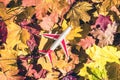 Small toy plane on the colorful autumn maple leaves background in the forest. Travel concept. Selective focus