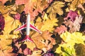 Small toy plane on the colorful autumn maple leaves background in the forest. Travel concept. Selective focus. Royalty Free Stock Photo