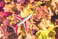 Small toy plane flying above the colorful autumn maple leaves background in the forest. Travel concept. Selective focus.