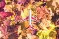 Small toy plane flying above the colorful autumn maple leaves background in the forest. Travel concept. Selective focus. Royalty Free Stock Photo