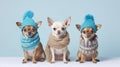 Small Toy Terrier dogs dressed in winter clothes, a scarf and a hat