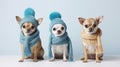 Small Toy Terrier dogs dressed in winter clothes, a scarf and a hat