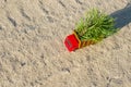 A small toy truck with a Christmas tree on a country forest road. Royalty Free Stock Photo