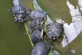 small Trachemys scripta scripta turtles taking a sunbathing Royalty Free Stock Photo