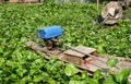 Small traditional wooden boat surrounded by water hyacinth in countryside pond in Thailand Royalty Free Stock Photo