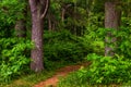 Small trail in a dense forest, Shenandoah National Park, Virginia. Royalty Free Stock Photo