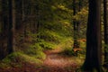 Small trail in the forest during daytime on a beautiful autumn day Royalty Free Stock Photo