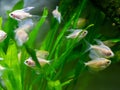 Small translucent fish in an aquarium on a green algae background. Selective focus, banner format Royalty Free Stock Photo