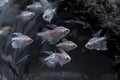Small translucent fish in an aquarium on a green algae background. Selective focus, banner format Royalty Free Stock Photo