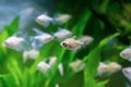 Small translucent fish in an aquarium on a green algae background. Selective focus, banner format Royalty Free Stock Photo
