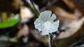 small mushroom in thetropical rainforest Royalty Free Stock Photo