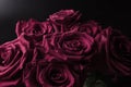 Small transparent drops of water on the edge of the delicate petals of a huge bouquet of roses in studio consecration Royalty Free Stock Photo