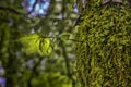 Small transparent leaves on an arm in the famous forest of Huelg