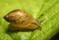 Small transparent snail