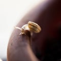 Small, transparent snail