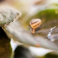 Small, transparent snail