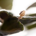 Small, transparent snail