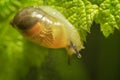 Small transparent snail