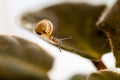 Small, transparent snail