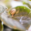 Small, transparent snail