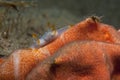 Trapania invertebrate walking on the sponge