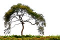 Small African acacia tree